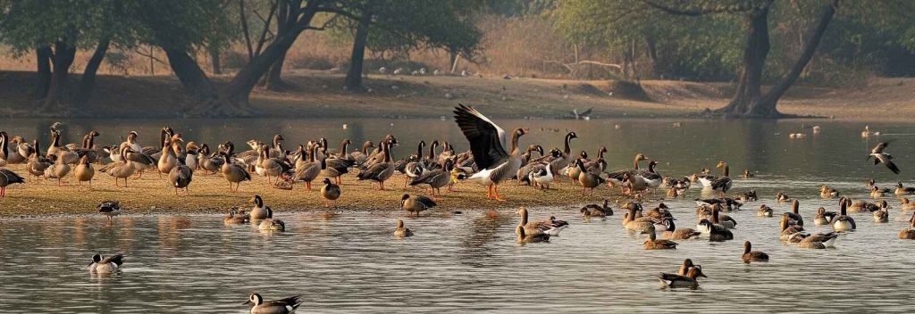 birds watching in dudhwa