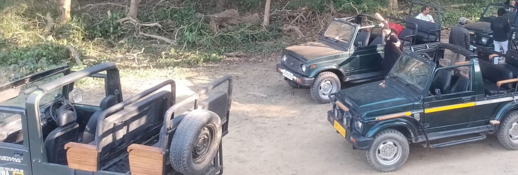 Wildlife jungle safari