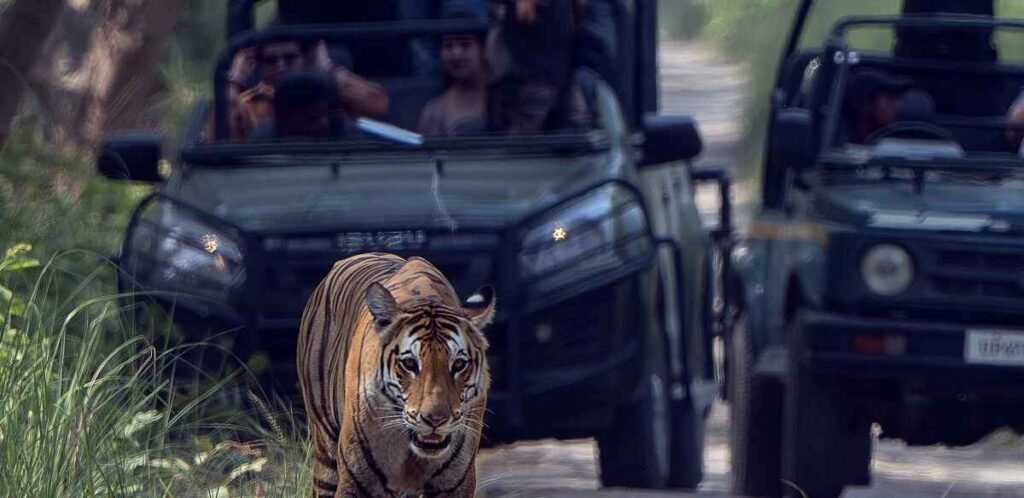 Jungle safari