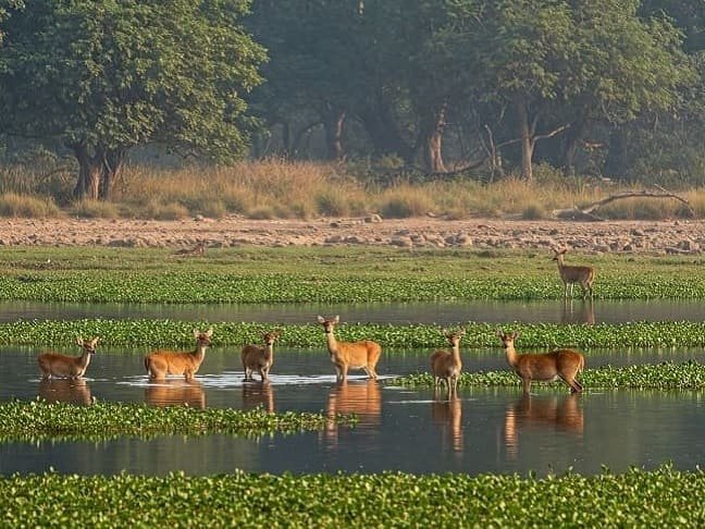 Kishanpur Jungle Safari